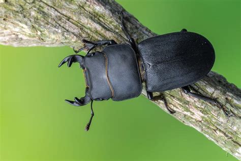 Escarabajo Ciervo Volante Menor Dorcus Parallelipipedus