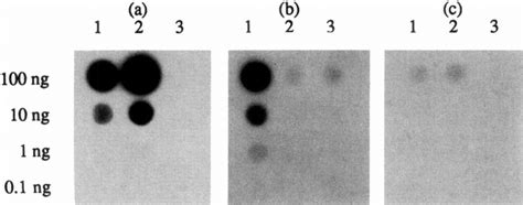 Dot Blot Reactions Of 10 Fold Dilutions Of Bacterial Cells Hybridized