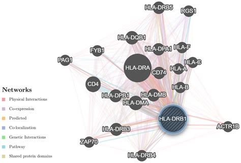 Genegene Interaction Network Of The HLA DRB1 Gene Predicted By