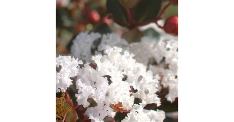 Lagerstroemia Indica Neige D Et C L Tous Les Arbres