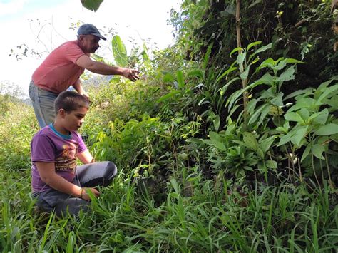 Safeguarding 600+ hectares of Red Siskin habitat in northern Venezuela – Red Siskin Initiative