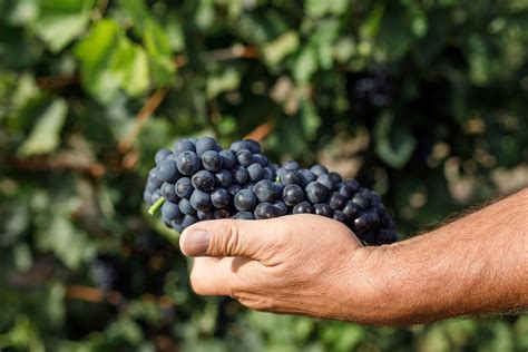 Blueberry, Fruit, Food, Berry, Essen, Meals, Yemek, Blueberries, Eten