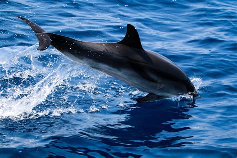 Dolphin 4k Wallpapers Top Free Dolphin 4k Backgrounds Wallpaperaccess