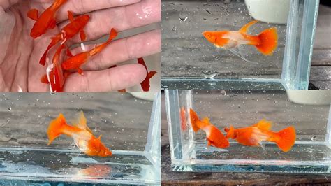 Guppy C P Nh T Koi Red Ear Full L Ng V Combo Koi Red Ear Ribbon