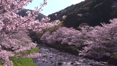 Cherry blossoms at Matsuzaki, Shizuoka Prefecture, Japan - Stock Video Footage - Dissolve