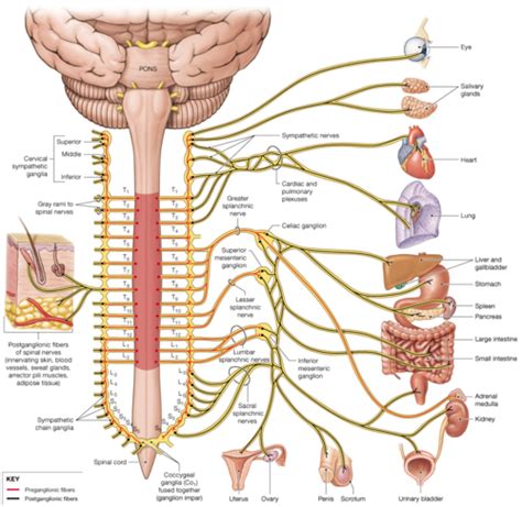 Autonomic Nervous System Flashcards Quizlet