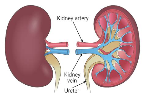 kidneys  kidney failure organ transplantation nhs blood