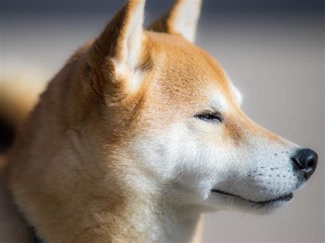 If You Invested In Shiba Inu Coin On Jan Here S How