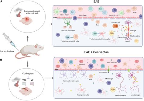 Frontiers Arginine Vasopressin Hormone Receptor Antagonists In