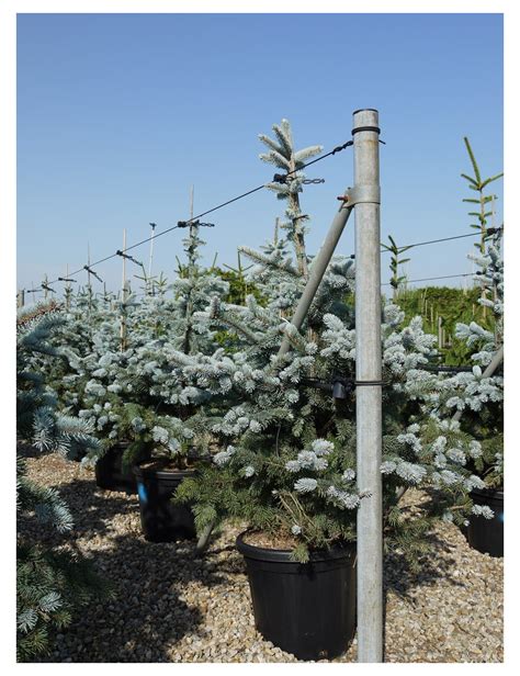 Picea Pungens Hoopsii Pic A Du Colorado Hoopsii Sapin Bleu Hoopsii