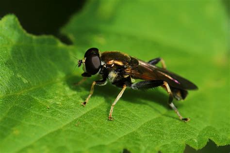 Xylota Segnis A Male July Fovslet Forest Kolding Flickr