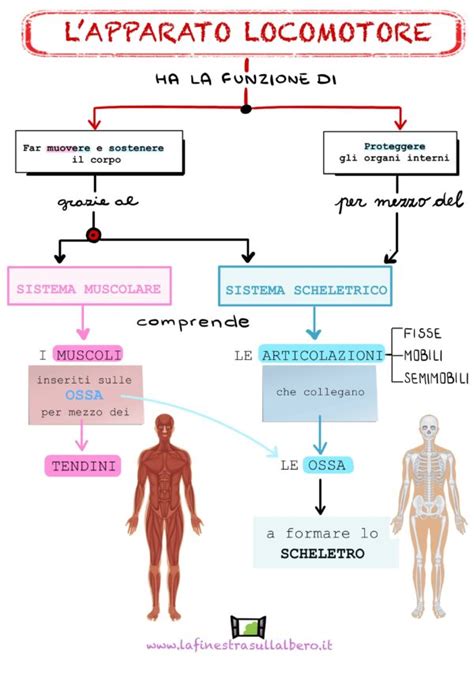 Fare Scienze In Quinta 5 Apparato Digerente E Locomotore Per Fare