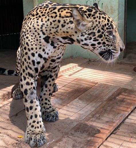 Onça pintada resgatada em novembro queimaduras será solta no