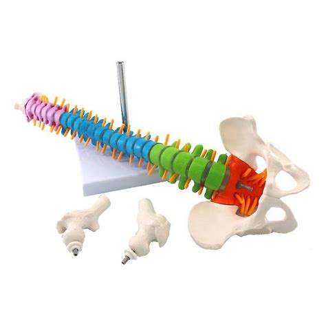 45 cm con anatomía anatómica humana pélvica columna vertebral modelo de