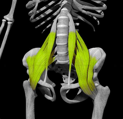 Le Muscle Psoas Douloureux Causes Et Traitements Carea Kin Sport Paris