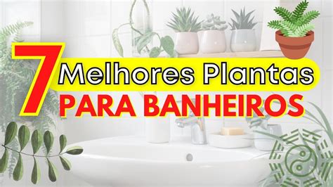 7 Melhores Plantas para Banheiros e fáceis de cuidar Feng Shui