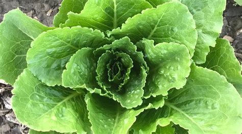 35 Different Varieties Of Lettuce To Grow This Season