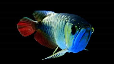 Arowana Types Rare Expensive Varieties