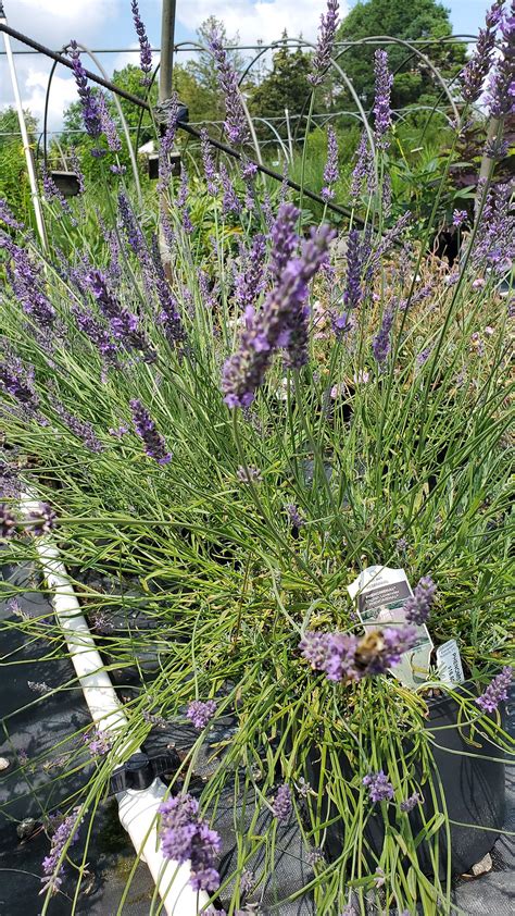 Lavandula X Intermedia Niko Pp 24193 Phenomenal® English Lavender Regular Editor