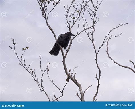 Crow Alone On Empty Branch With Overcast Sky Above Stock Image Image