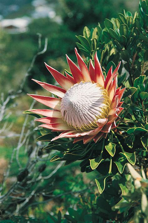 King Protea South Africa Protea National Flower Of S Flickr