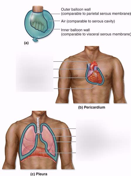 Serous Membranes Diagram Quizlet