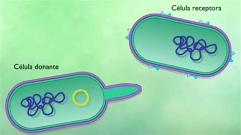 Conjugaci N Bacteriana Diagrama