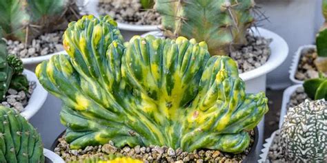 How do Succulents Become Variegated? - Cactaceae Planet