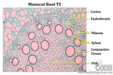 Cross Section Of A Root Labeled