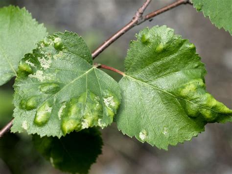 Betula Pflanzengallen Dr Hans Buhr