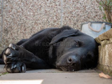 Black Labrador Dog Sleeping in Garden Stock Image - Image of purebred ...