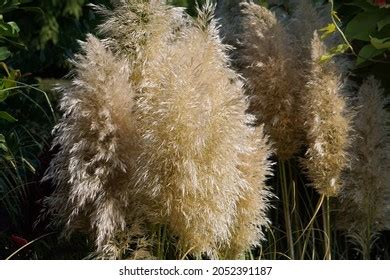 Dwarf Pampas Grass Royalty Free Images Stock Photos Pictures