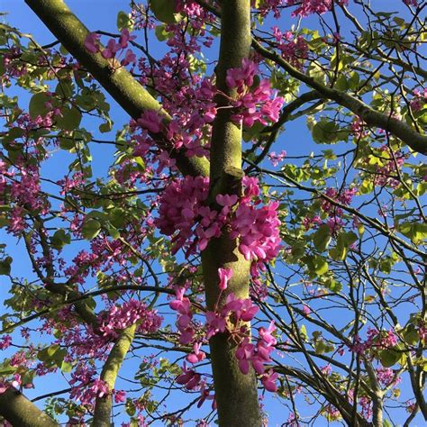 15 Popular Types Of Cercis Pictorial Guide