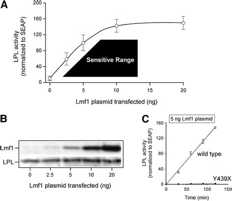 A Quantitative Assay Measuring The Function Of Lipase Maturation Factor