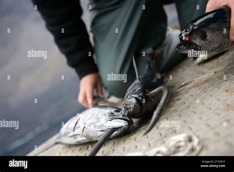 Dead Bait Hi Res Stock Photography And Images Alamy