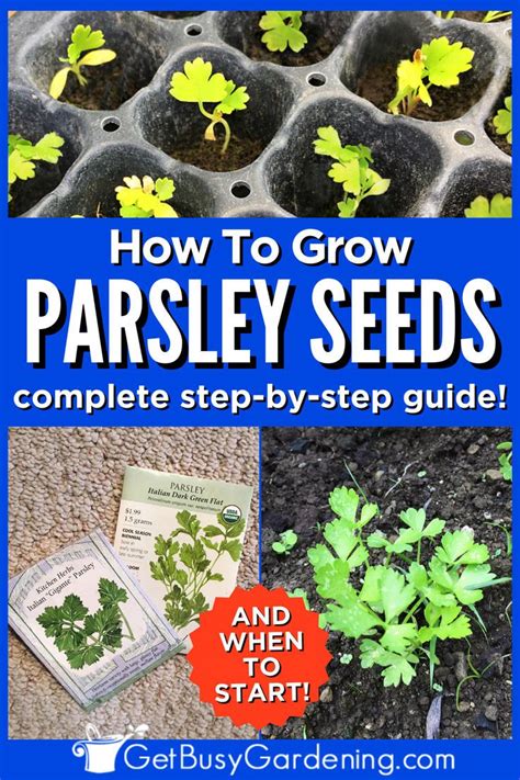 grow parsley  seed step  step nezhnosti