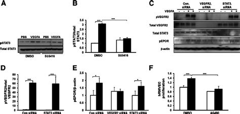 Stat3 Is The Downstream Target Of Activated Vegfr2 And Epor And