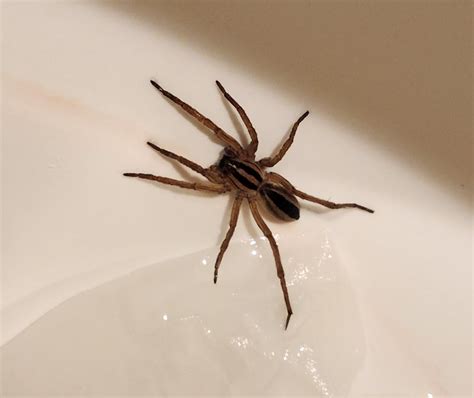 Unidentified spider in Pittsburgh , Pennsylvania United States