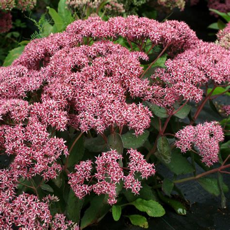 Sedum | TERRA NOVA® Nurseries, Inc.