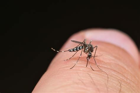 Primeira Morte Por Dengue No Rs Em Confirmada Rio Grande Do