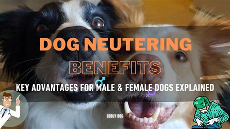 Dog Neutering Benefits: Key Advantages for Male and Female Dogs ...