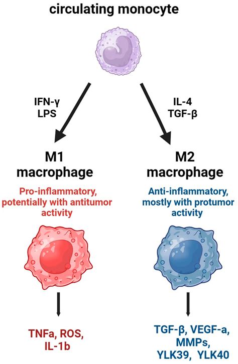 Ijms Free Full Text Dual Specificity Phosphatases In Regulation Of