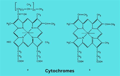 Difference Between Cytochrome C And Other Cytochromes - Relationship ...