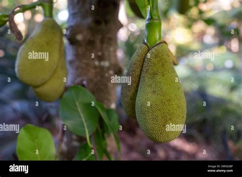 Jackfruit In Shadow Of Jackfruit Tree Green Fruit Of Artocarpus