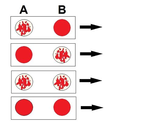 A P2 Lab 2 Blood Typing Diagram Quizlet