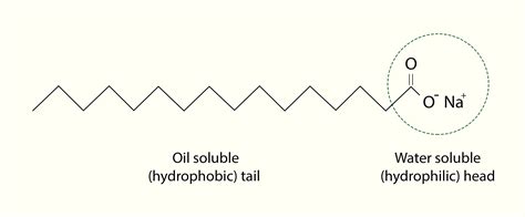 Soap Molecule Hydrophilic Hydrophobic