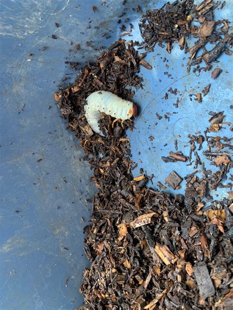 Was ist das für ein Vieh 😭? (Tiere, Haustiere, Insekten)