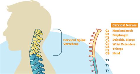 Referred Shoulder Pain Symptoms Causes And Treatment