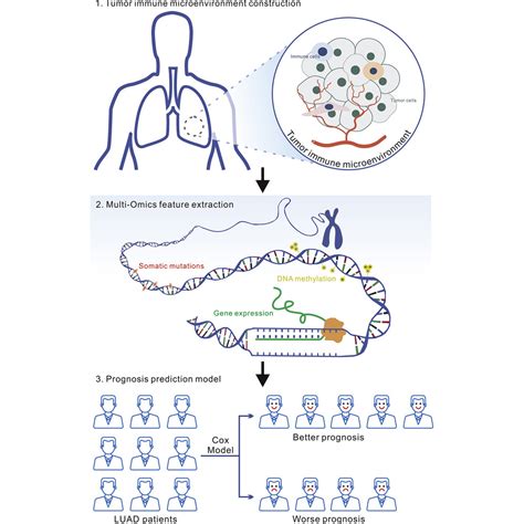 Multi Omics Data Analyses Construct Tme And Identify The Immune Related