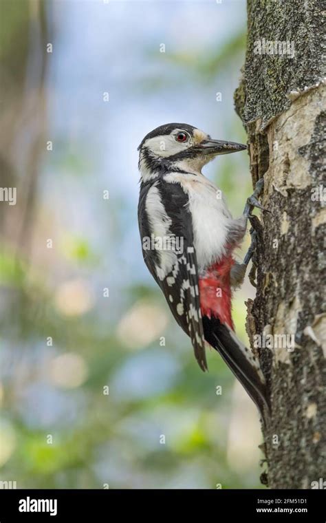 Beautiful Portrait Of Great Spotted Woodpecker Female On Nest With Ants